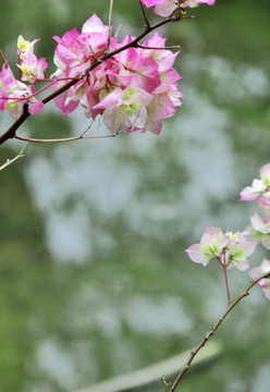 三角梅花枝