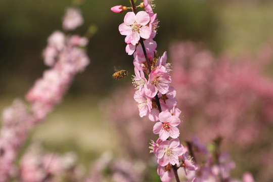 蜜蜂高清悬停