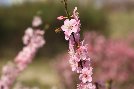 蜜蜂飞舞大图