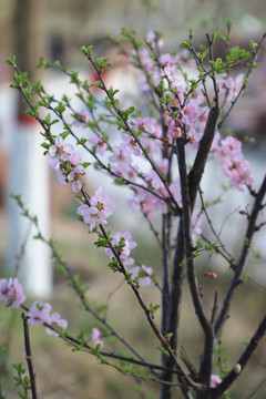 榆叶梅