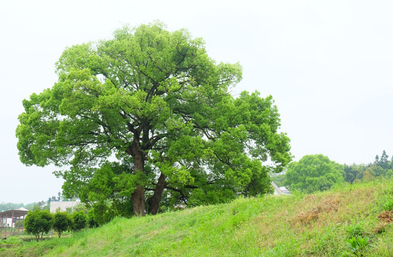 乡村古樟树