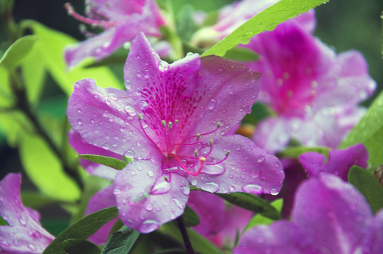 雨后花开