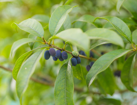 木樨