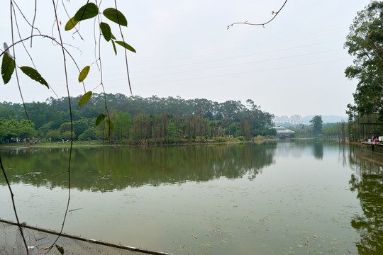 华南植物园湖