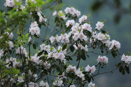 野生杜鹃花