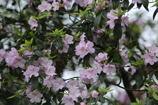 野生杜鹃花