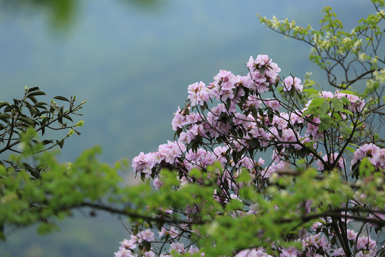 野生杜鹃花