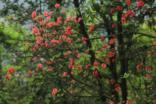 野生杜鹃花