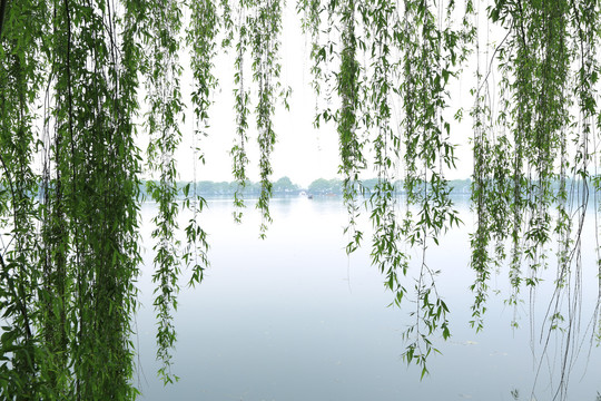 春雨西湖