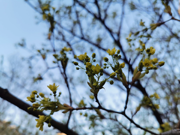 山楂花