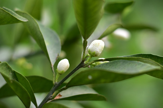 橘子花