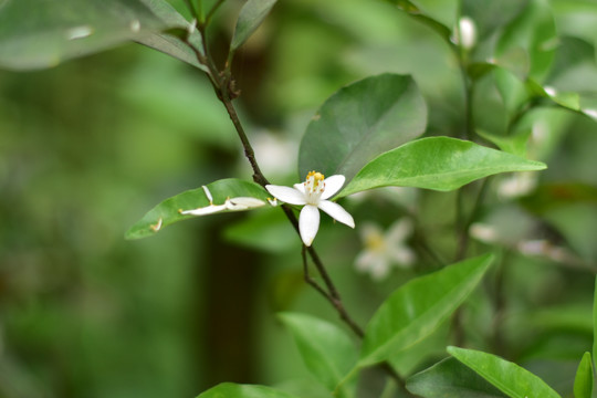 橘子花