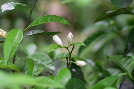 橘子花