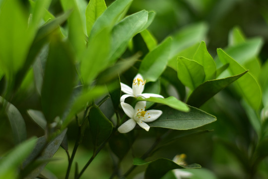 橘子花