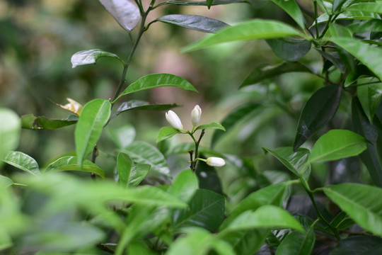 橘子花