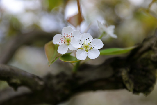 高清梨花