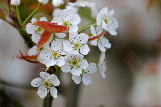 高清梨花