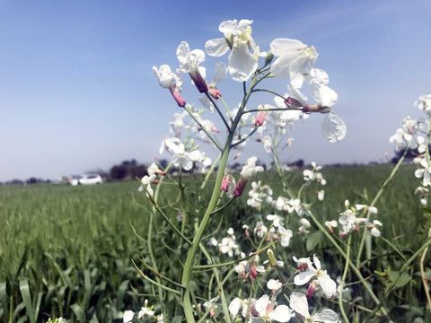 蓝天下田野里的白色油菜花枝