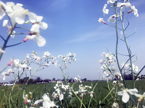 蓝天下田野里的白色油菜花枝