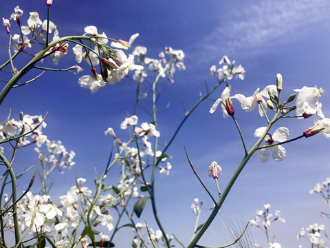 蓝天下田野里的白色油菜花枝