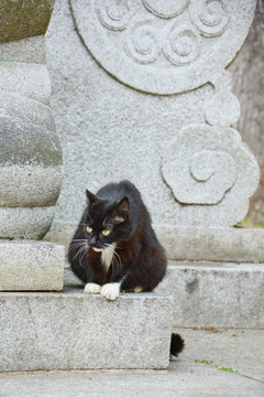 坐着的黑猫