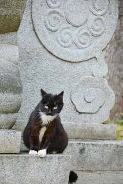 流浪猫