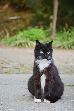 白胡子猫咪