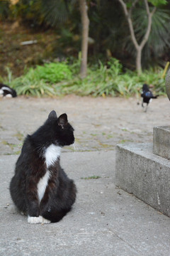 流浪猫