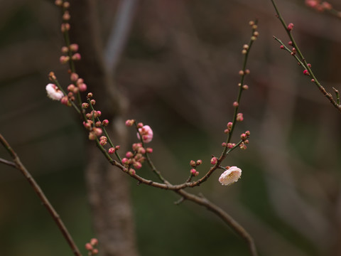 梅花