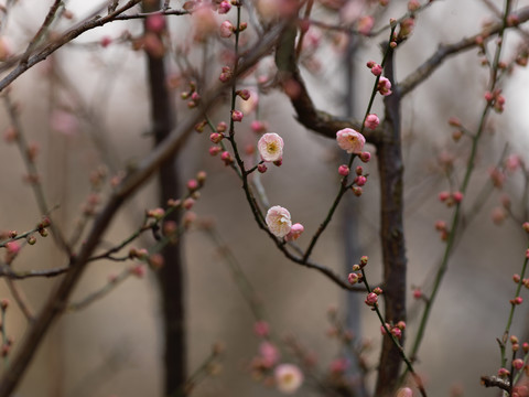 梅花