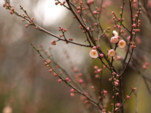 梅花