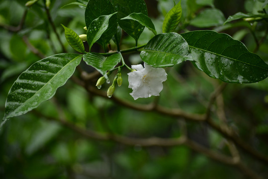 狗牙花