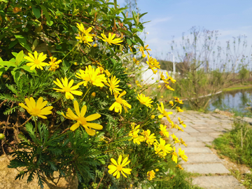 小黄花