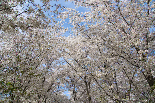 樱花林