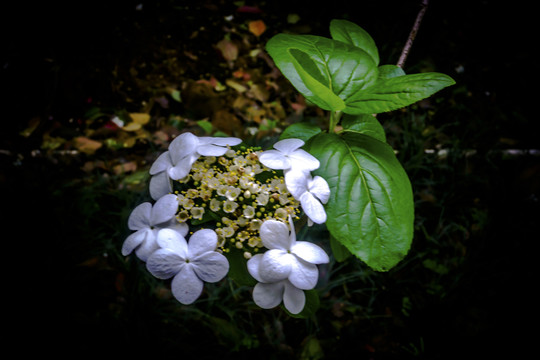 琼花玉胜缀珠徽