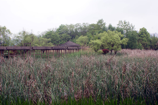 风景