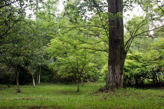 风景