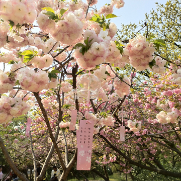 樱花与许愿风铃