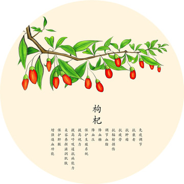 手繪枸杞