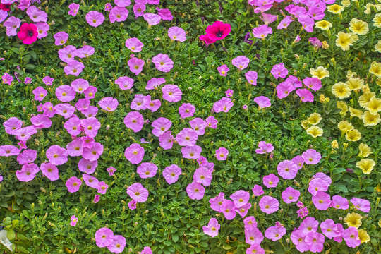 高清鲜花背景