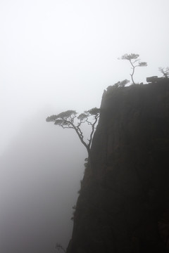 黄山松