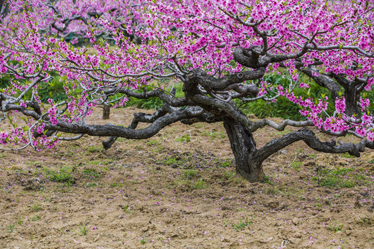 桃花