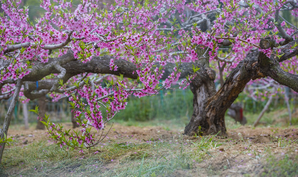 桃花