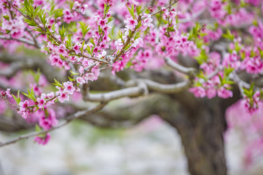 桃树花