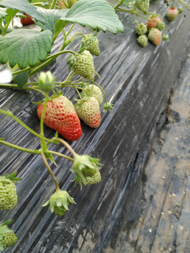 草莓大棚草莓