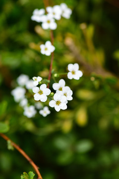 路边野花