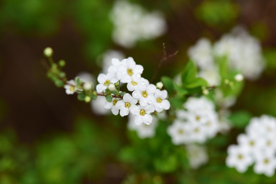 路边野花