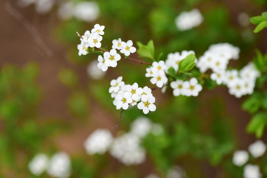 路边野花