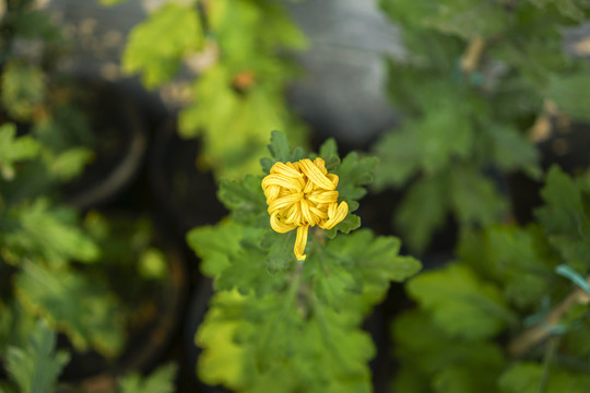 菊花高清大图