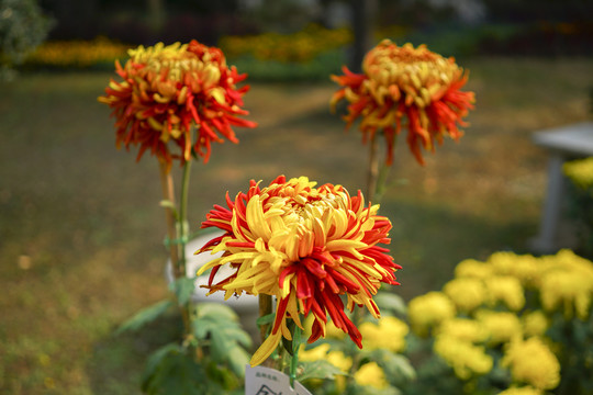 菊花高清大图